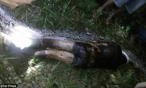 Man Swallowed by 23-Foot Python