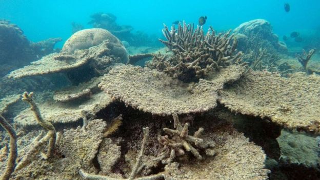 The Death of the Great Barrier Reef is Upon Us