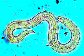 Brain-Invading Parasite on Rise in Hawaii