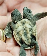 Two-Headed Baby Turtle Found in Florida