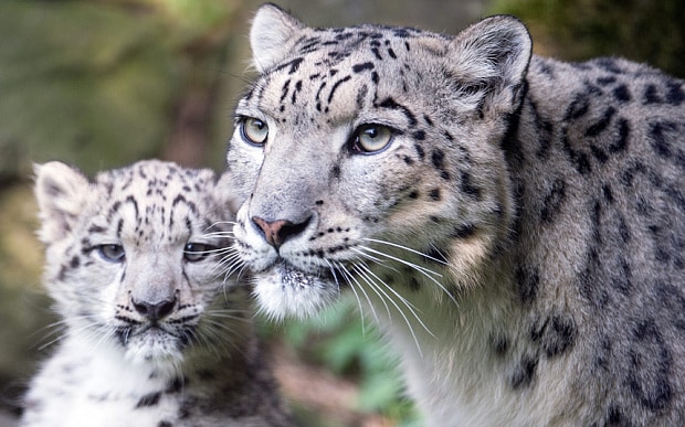 Snow Leopard No Longer Endangered