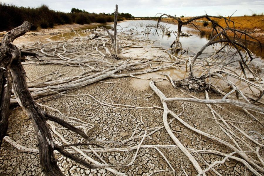 Dead trees stand in salt-affected land outside of Mingenew, in the midwest wheatbelt area of Western Australia, on Monday, Jan. 24, 2011. As Australias eastern states battle the nations costliest floods in its history, in the nations west a crippling drought is causing conflict between its two biggest industries. Mining companies, which need prodigious amounts of water to run their massive iron ore, gold and copper operations, and agricultural farmers are fighting for bigger slices of the states dwindling water supplies. Photographer: Ron DRaine/Bloomberg