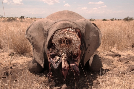 African Elephants Slaughtered in Poaching Frenzy