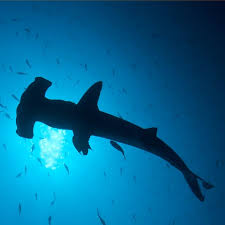 Jawsome Hammerhead Sharks