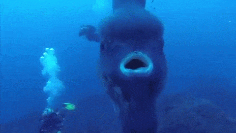 The Mola Mola Sunfish Doesnt get Enough Appreciation