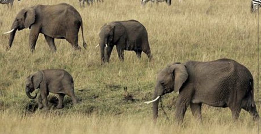 Elephants In Danger of Extinction