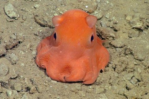 https://oceanconservancy.org/blog/2018/10/08/everything-need-know-dumbo-octopus/