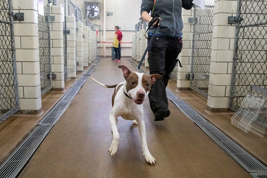 Adopting Dogs During Quarantine