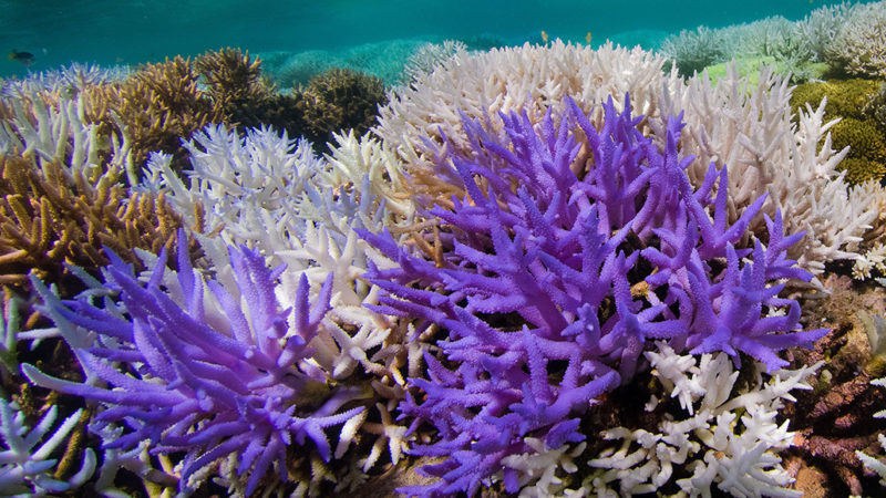 Hope for Our Corals