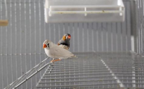 Zebra Finches: Care and Training