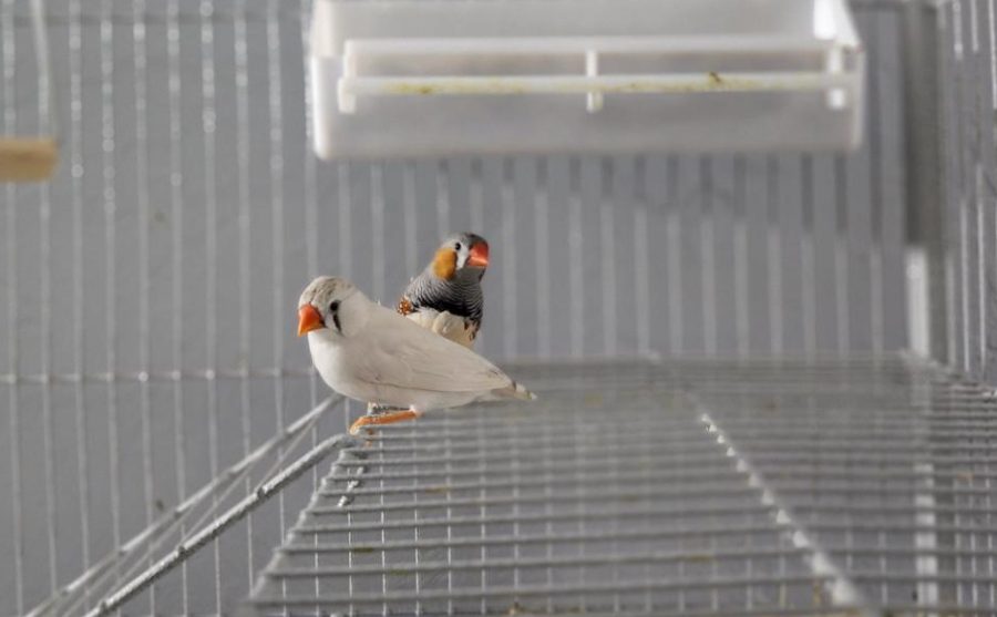 Zebra+Finches%3A+Care+and+Training