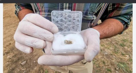 1.8 million year old tooth found in Georgia