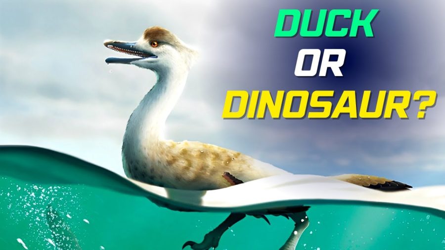 Newly Discovered Dinosaur May Have Dived Like a Duck