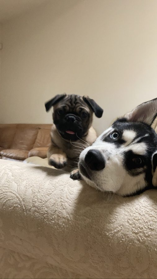 My dogs make me happy because they are fun to play with and they are very sweet. Storm is my husky and he is very playful and hyper most of the time. Smokey is my pug and he is super cute and full of energy. My dogs cheer me up when I am in a bad mood  and they are always entertaining.
