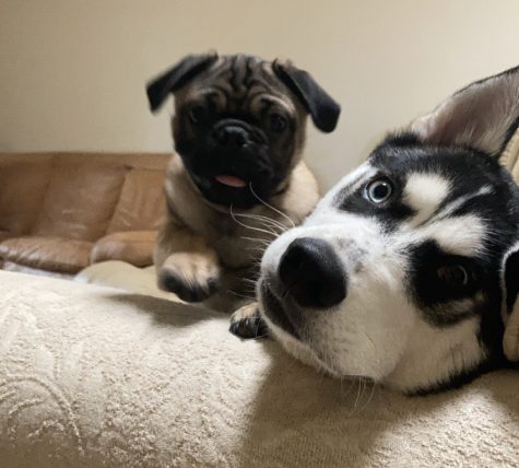My dogs make me happy because they are fun to play with and they are very sweet. Storm is my husky and he is very playful and hyper most of the time. Smokey is my pug and he is super cute and full of energy. My dogs cheer me up when I am in a bad mood  and they are always entertaining.