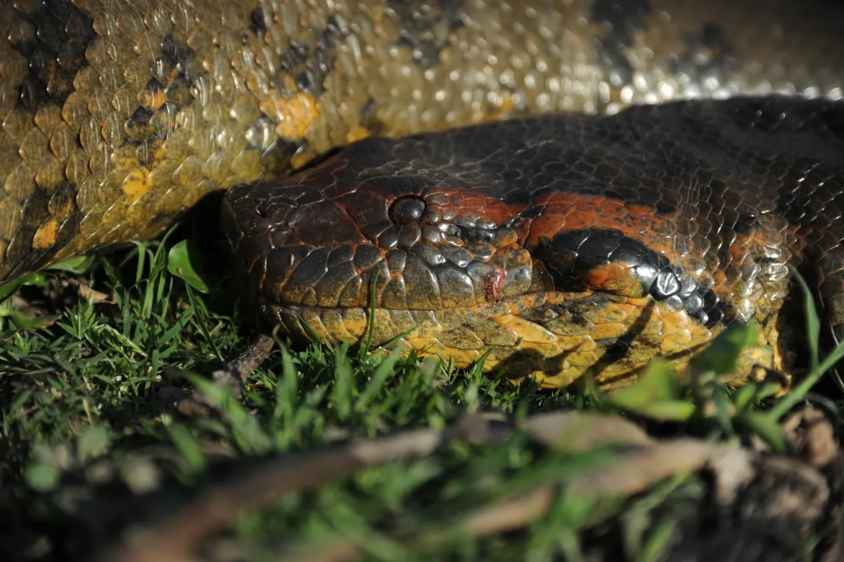 Worlds Largest Snake Found Dead
